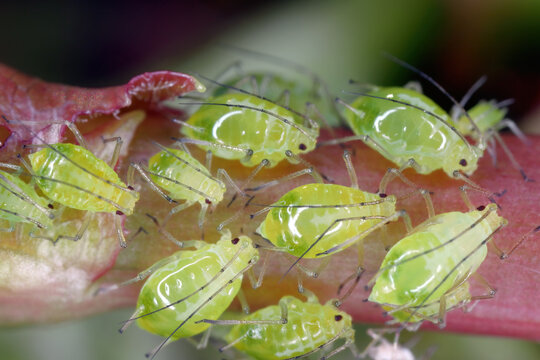 Aphid Colony Close-up. Greenfly or Green Aphid Garden Parasite Insect Pest Macro on Plant Background.