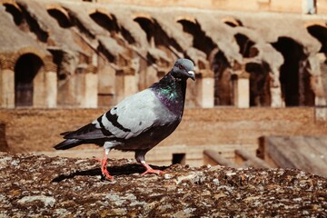 Pigeon on ancient stone with Roman architecture.