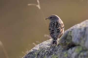 An alpine Accentor (Prunella collaris) perches on a lichen-covered rock, looking over its shoulder. The background is softly blurred, highlighting the bird's detailed plumage. Alps.