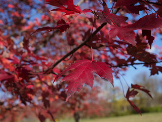 red maple leaves