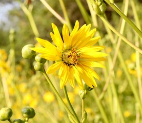 A close view of the bright yellow wildflower in the field.