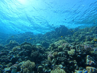 Coralreef