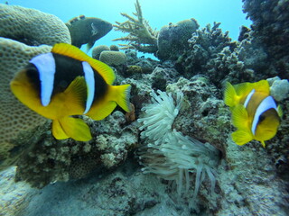 Clownfish 