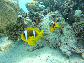 Clownfish 