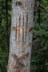 Bear claw marks on tree