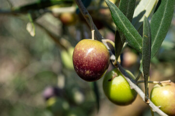 Aceituna picual madura en el olivar en noviembre