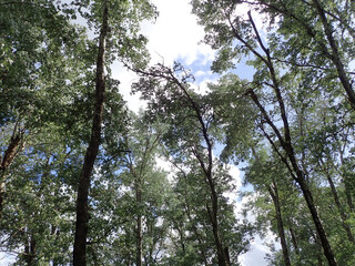 Green forest of willow trees with green grass, blue sky and clouds in spring, Sunlit Forest with Lush Green Undergrowth, Woodland Landscape, Deep forest summer woods background in Jijel Algeria Africa