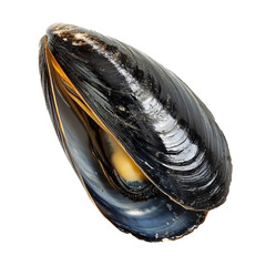 Close up of a fresh black mussel shell on display