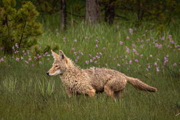 Coyote hunting in the rain