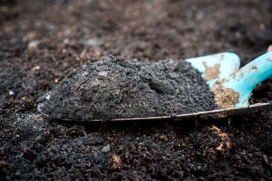 Close-up of biochar and rock dust on a gardening shovel, used to enhance soil quality / Concept:  Permaculture Soil Enhancement with Biochar and Terra Preta