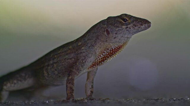 closeup of a green anole gecko displaying its dewlap in the wild
