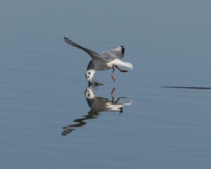 Seagull skimming water with reflection on a calm lake.