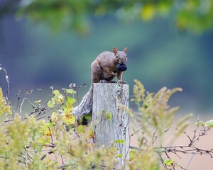 Squirrel on a wooden post holding a nut