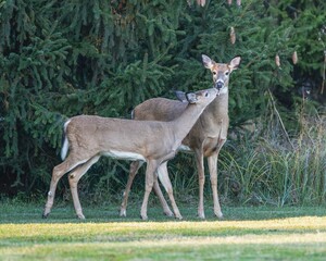 Deer in a tranquil forest setting.