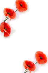 Flowers red poppy ( Papaver rhoeas, corn poppy, corn rose, field poppy, red weed ) on a white background with space for text. Top view, flat lay