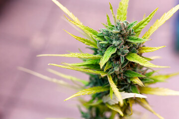 extreme close-up of a flowering marijuana bud