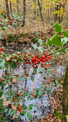 Massifs de houx dans une forêt de châtaigniers de la vallée de Chevreuse