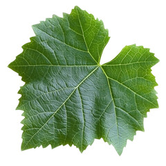 Bright light on textured green grape leaf