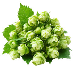 Fresh green hops harvested from the farm in autumn