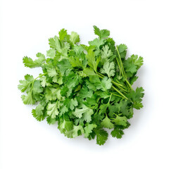 Fototapeta premium A bunch of fresh cilantro leaves, isolated on a white background, highlighting a fragrant herb