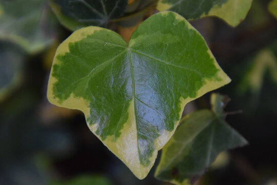 nahaufnahme eines efeublatt mit gelben rand