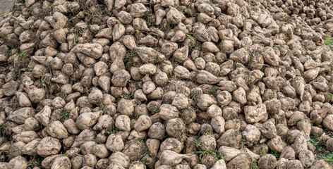 A heap of freshly harvested sugar beet in the agricultural field in autumn.