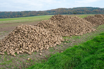 A heap of freshly harvested sugar beet in the agricultural field in autumn.