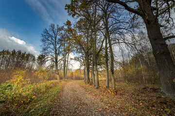 A forest with trees and leaves on the ground