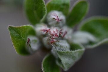 wachsende frucht apfelbaum