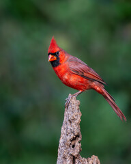 Male Northern Cardinal perched on a tree branch