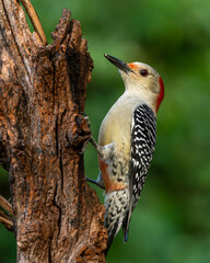 Red-bellied Woodpecker perched on the side of a tree