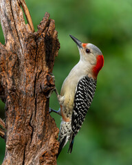 Red-bellied Woodpecker perched on the side of a tree