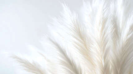Fototapeta premium Elegant close-up of white pampas grass on a soft background
