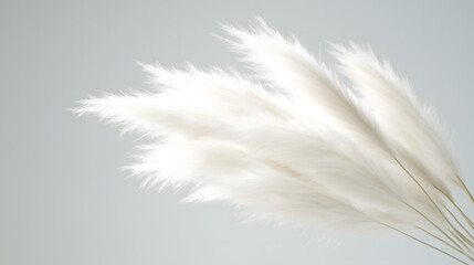 Elegant close-up of white pampas grass on a soft background