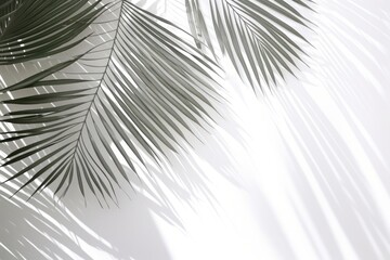 Obraz premium A white wall with green palm leaves and shadows tree vegetation rainforest.