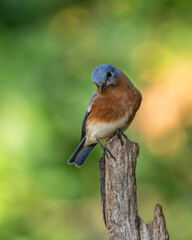 Bluebird perched on a tree limb