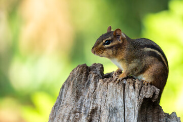 Chipmunk sitting on a tree stump