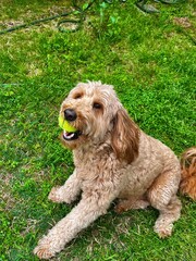 happy golden doodle dog with tennis ball in mouth.