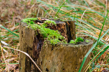 mushroom on the stump