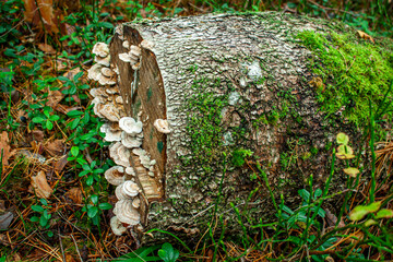 mushroom on the tree