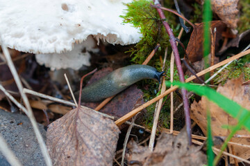 Slug and white mushroom in the forest