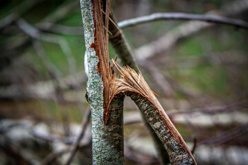 Broken fallen trees in the forest