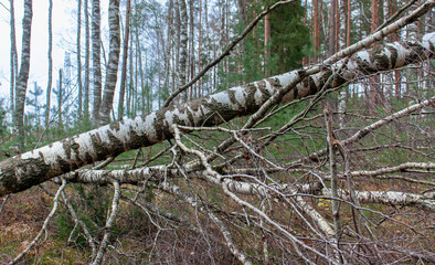 Broken fallen trees in the forest