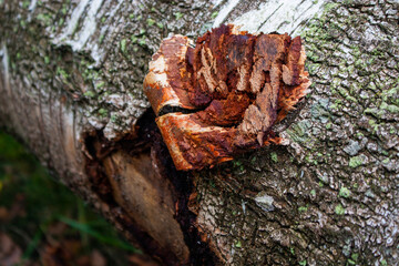 Damaged birch bark in autumn forest