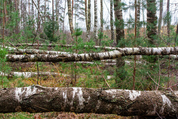 Broken fallen trees in the forest