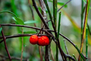 red berries on a tree