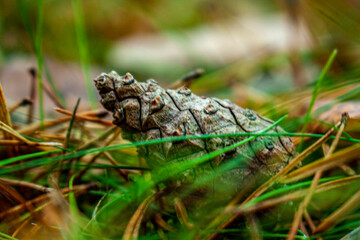 Incredible cone in the autumn forest