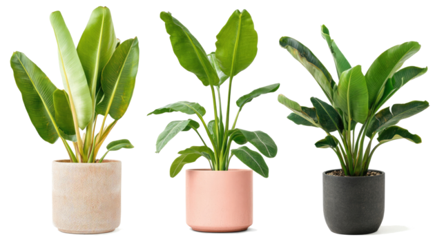 Collection of Modern Indoor Banana Trees in Stylish Pots Generative AI