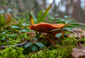 Wonderful mushrooms in a fairytale forest