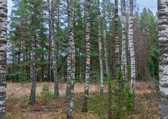 Magical birch grove in autumn